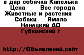 в дар собачка Капелька › Цена ­ 1 - Все города Животные и растения » Собаки   . Ямало-Ненецкий АО,Губкинский г.